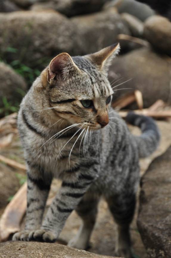A vida 'selvagem' na Hanakap'ai, a única praia no caminho para o Kalalao, na Na'Pali Coast, em Kauai, no Havaí